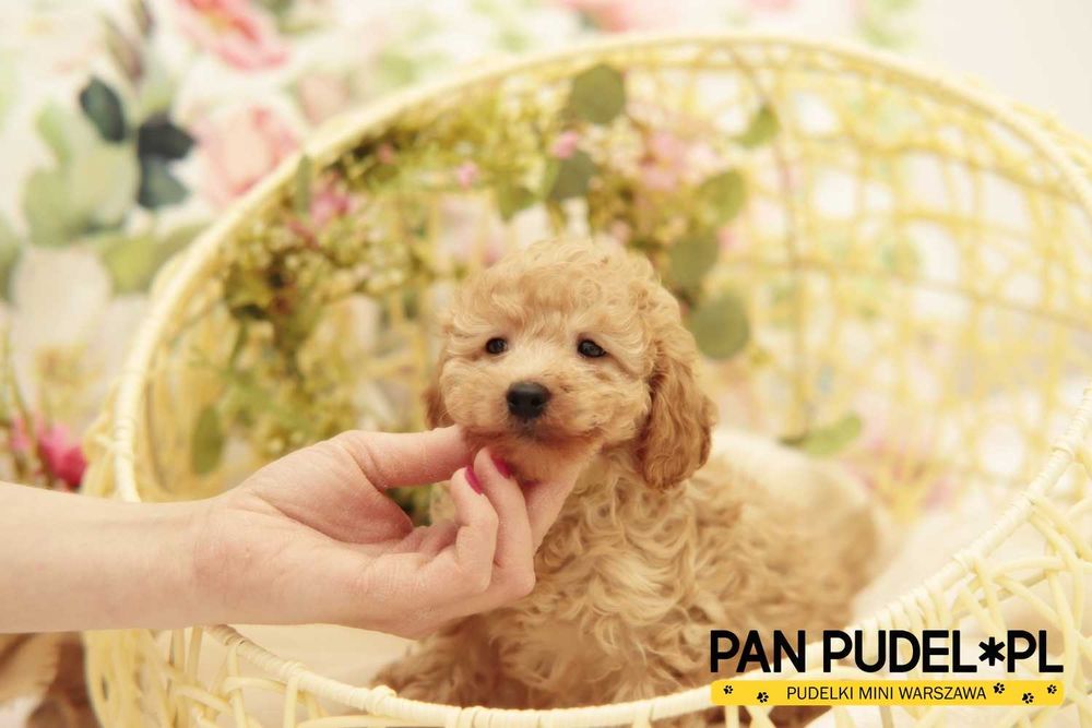 Pudel Duży Toy/Mała Miniaturka Kochana Suczka Płowa Jasna Red Już Odbiór