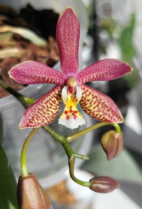 Орхідея фаленопсис дітка