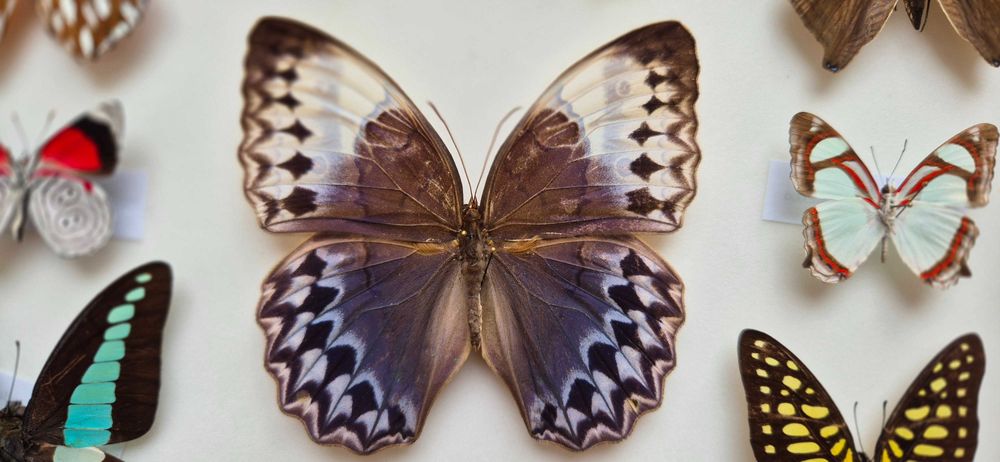 Gablotka motyle Morpho polyphemus Stichophthalma i inne na ścianę