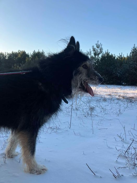 Pogodny Dredo marzy o własnym domu