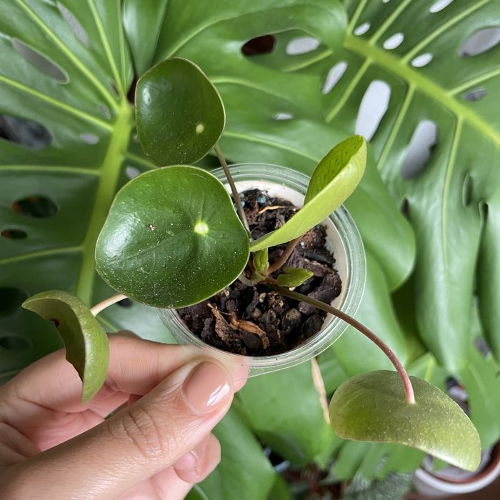 pilea peperomioides