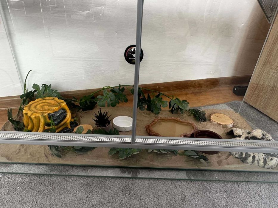 Szklane terrarium 100x50x40 cm + kompletny zestaw do hodowli Agamy Brodatej