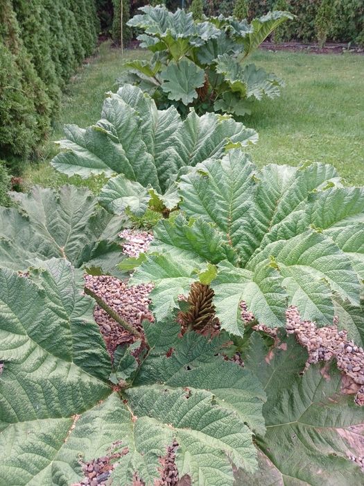 Gunnera Olbrzymia Przeplin Brazylijski sadzonka