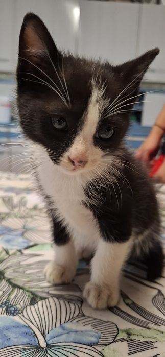 Gatinho macho preto e branco para adoção