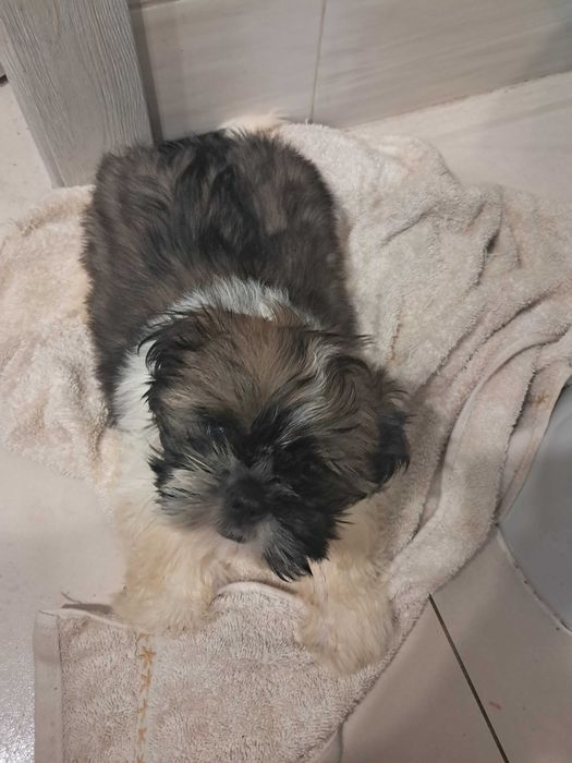 Shih Tzu szczeniaki