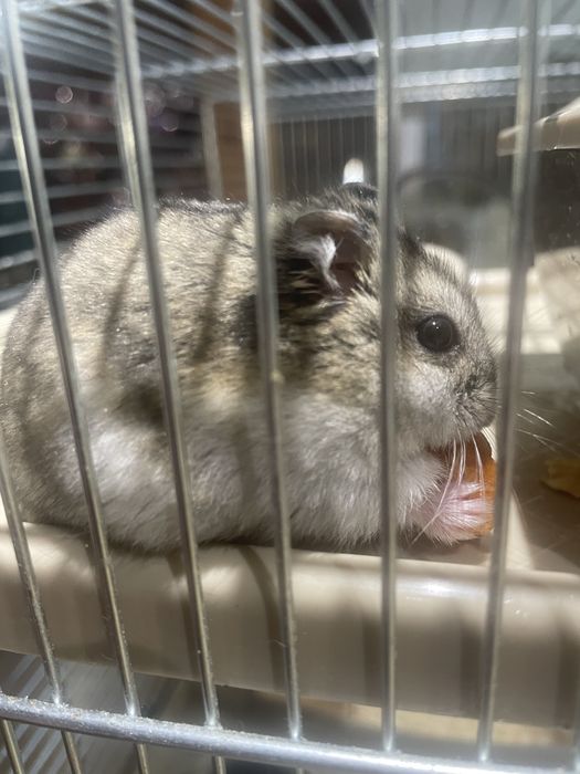 Sprzedam Chomika z klatkà