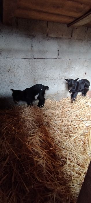 Cabras anãs nascidas em Dezembro '25