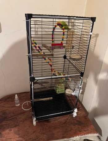 Кліка для птаха на колесах