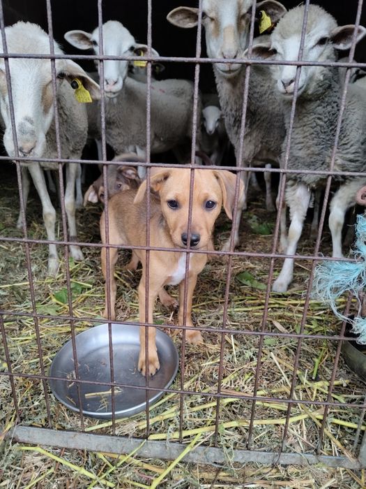 Pequenos cães com 3meses