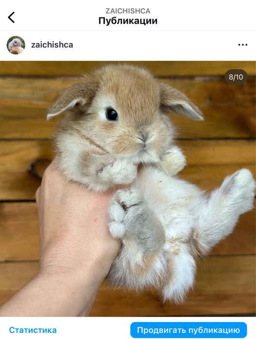 Справжні породисті міні карликові кролики