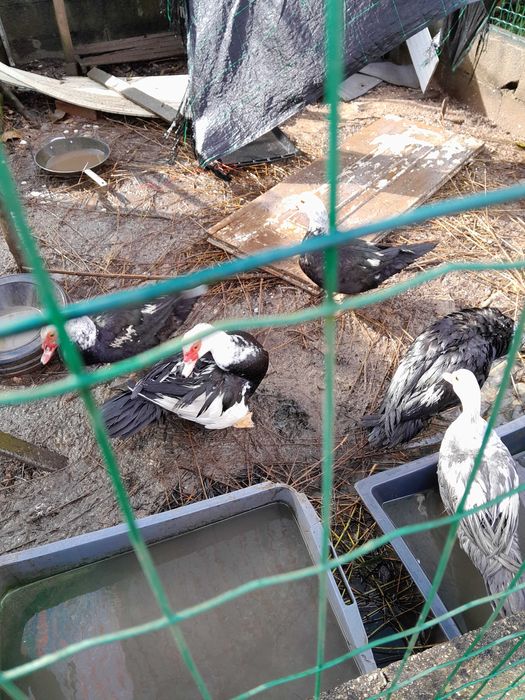 Perua e perus pequeninos e Patos mudos