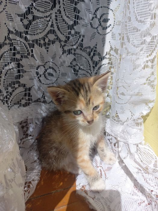 Віддам кошенят. Придніпровськ