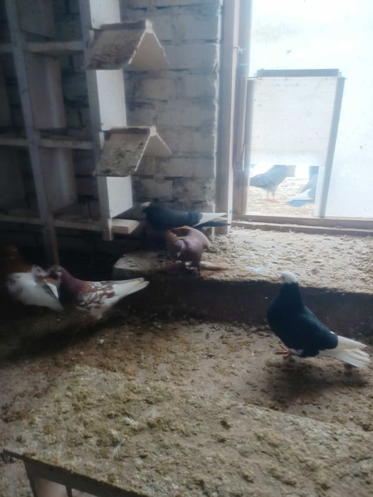 Gołębie wywrotki wschodniopruskie