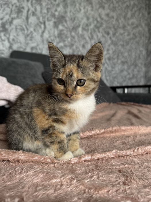 Віддамо в добрі руки кошенят