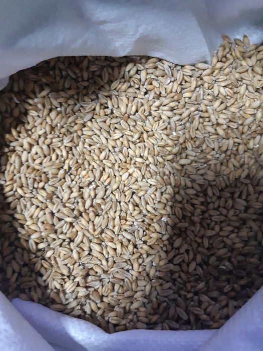 Sprzedam pszenicę i pszenżyto