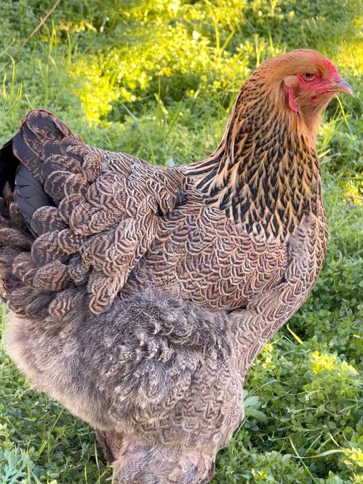Ovos para Incubação - Galinhas Brahma Perdiz