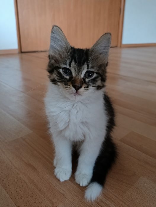 Кошеня 2.5 місяці