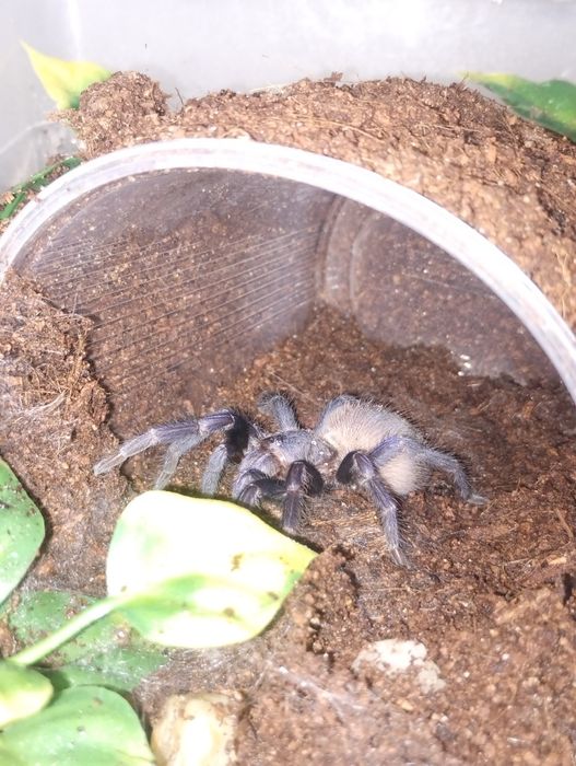 L. Sazimai samiec