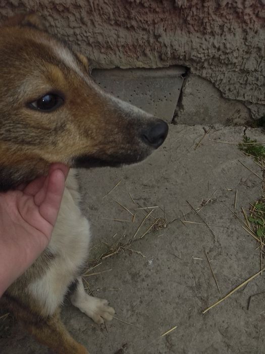 Бобік хлопчик вік 8 місяців гавкучій невеликий