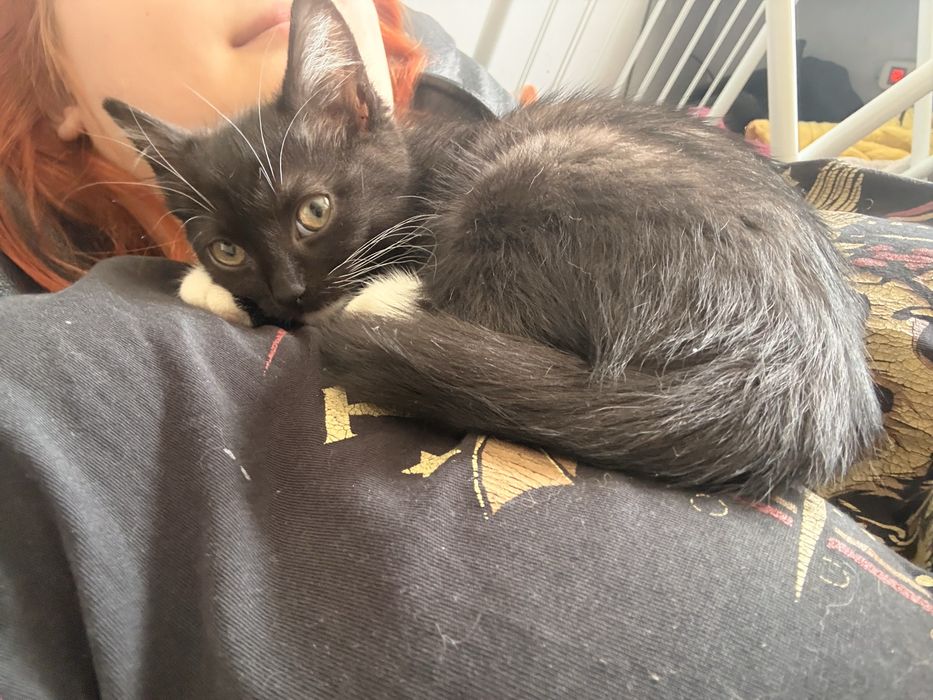 Віддам милих котиків у добрі руки