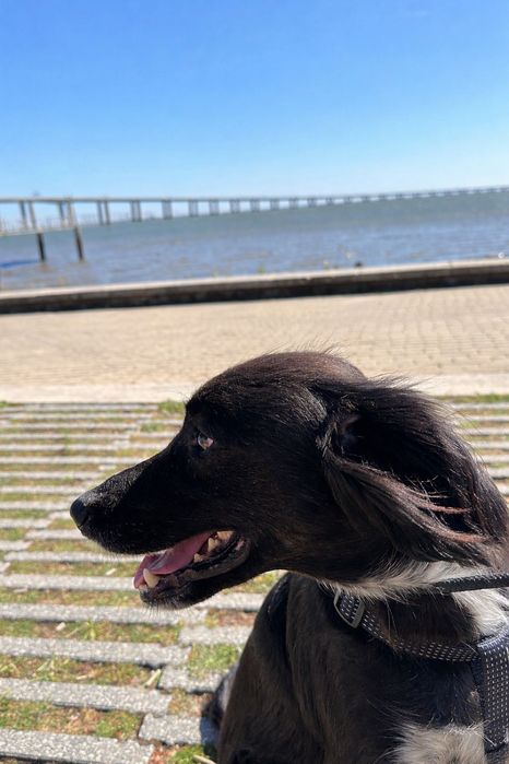 Cadela para adoção