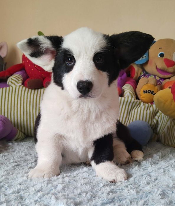 Welsh Corgi Cardigan Piękna Suczka Zarezerwowana