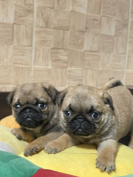 Мопс цуценята абрикосового рідкісного окрасу і бежеві. КСУ