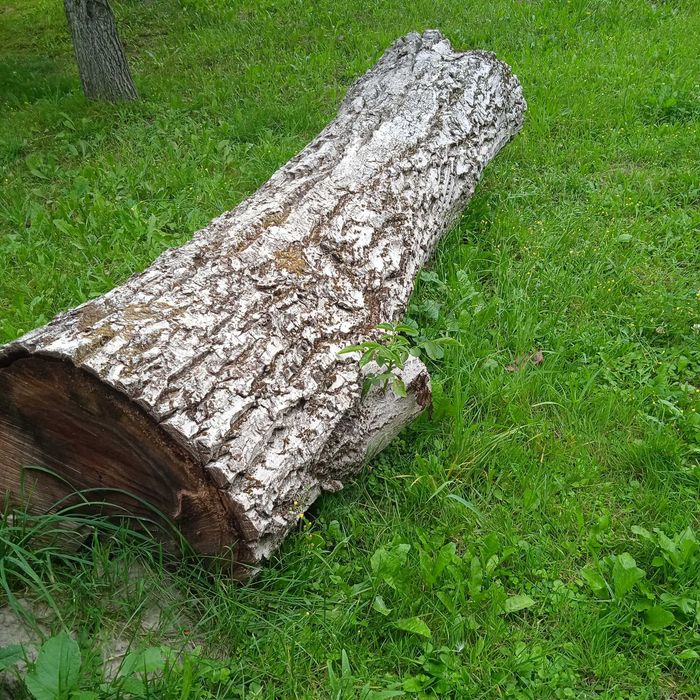 Pień / kłoda orzecha włoskiego