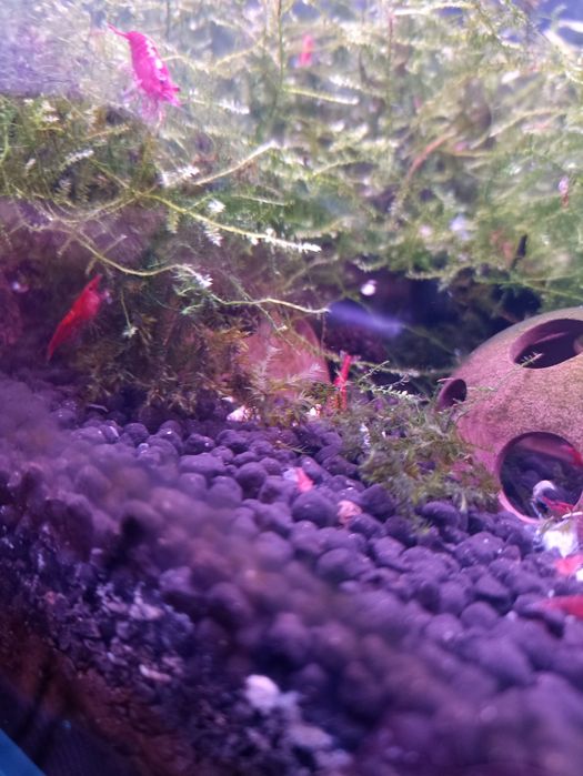 Camarões Red Cherry juvenis