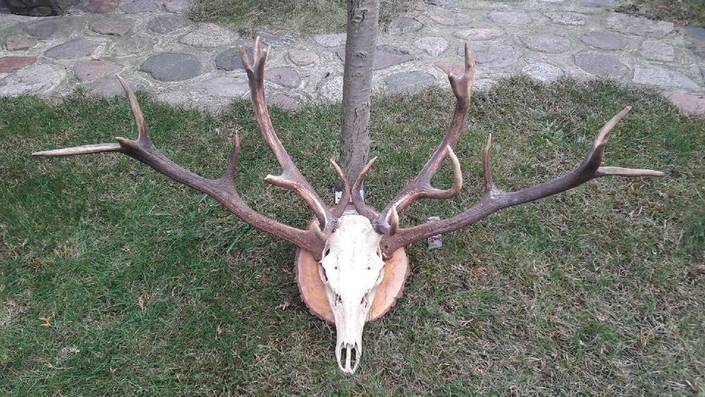 Sprzedam rogi jelenia