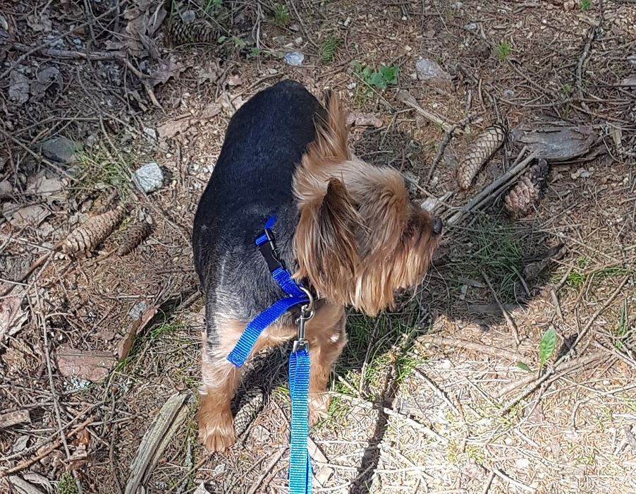 obroża dla psa kota królika s/l regulowana 15mm