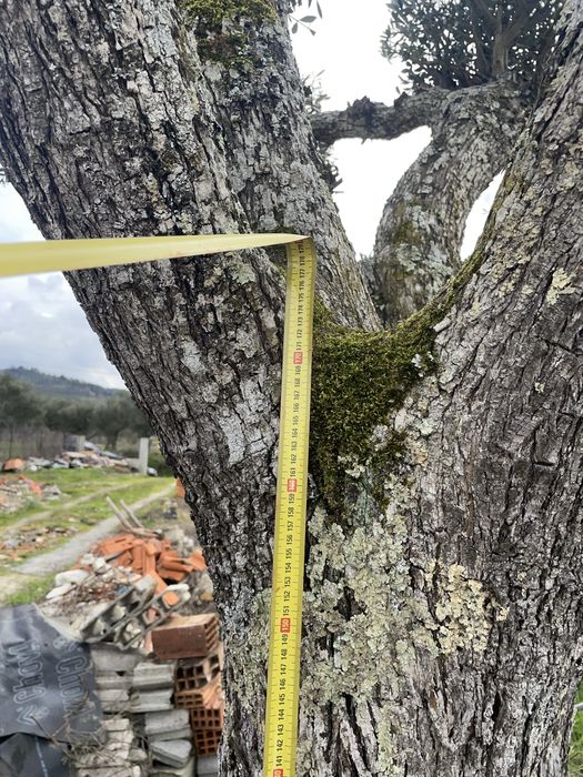 Oliveira Centenária 1,34m Diâmetro Tronco - Grande Porte Ornamental