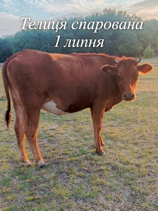 Продаю двох телиць