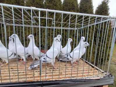 Gołębie jasne łomżyńskie