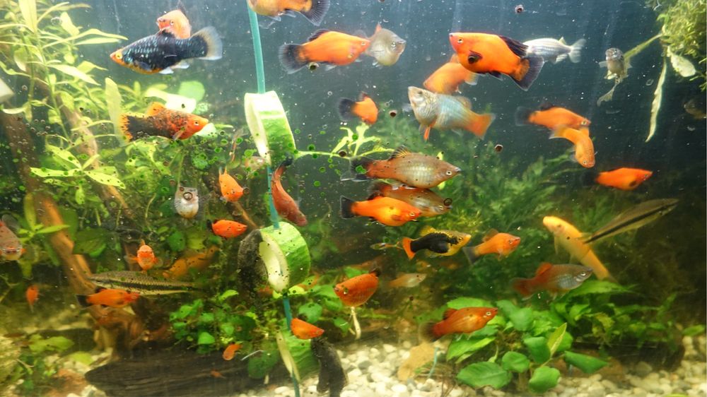 Ryby akwariowe-Platki,