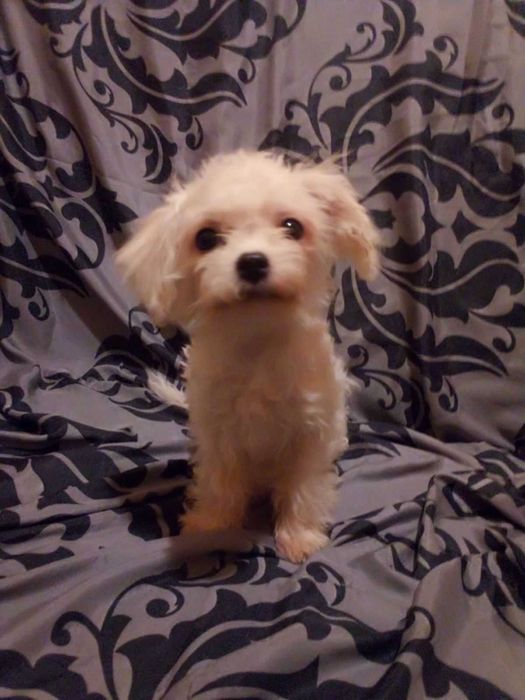 Класні мальтіпушки з доставкою у Ваше місто