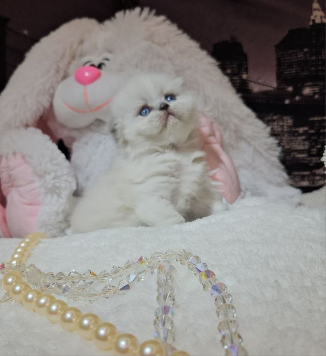 Продам Шотландских кошенят. Висловухі