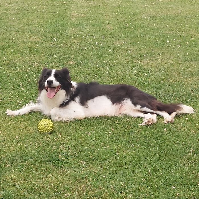 Border collie szczeniak warto zobaczyć!
