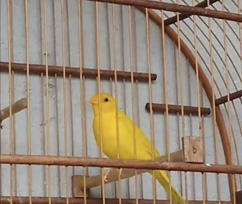 Canário amarelo intenso