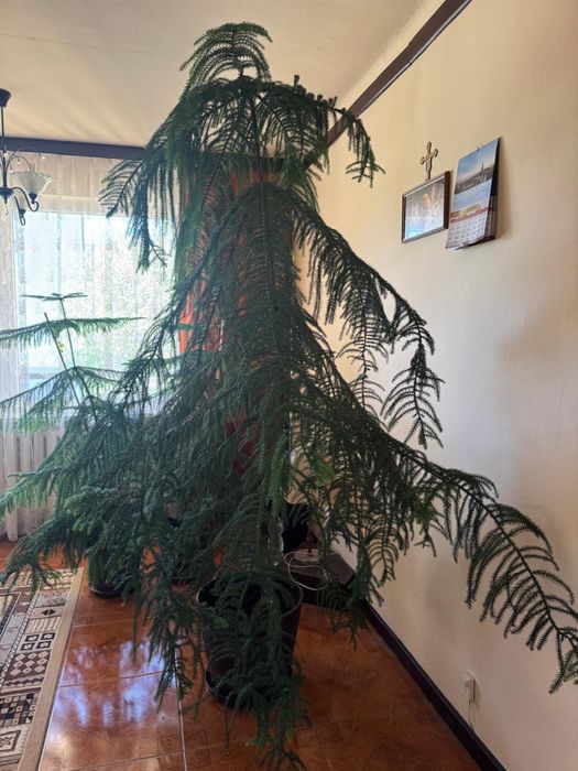 Araukaria dużaa