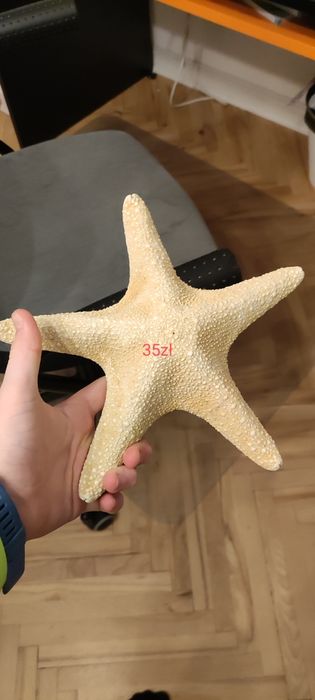 Prawdziwe muszle wyłowione w chorwacji