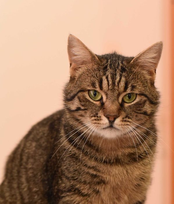 Шикарный кот Джек ищет свою семью