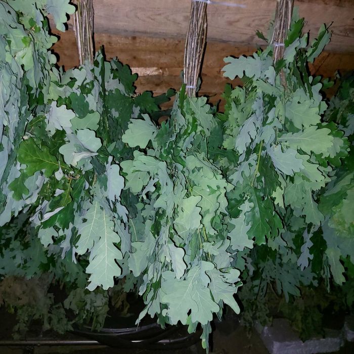 дубовый веник веник для бани