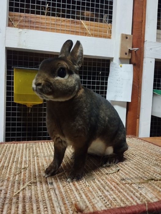 Karzełek castorex/ kastorex/ rexy króliki miniaturki