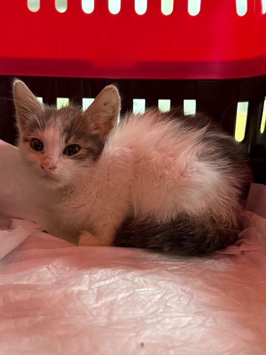 Кошеня в добрі руки