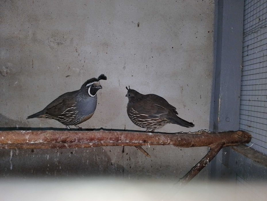 Sprzedam  Przepióry kalifornijskie