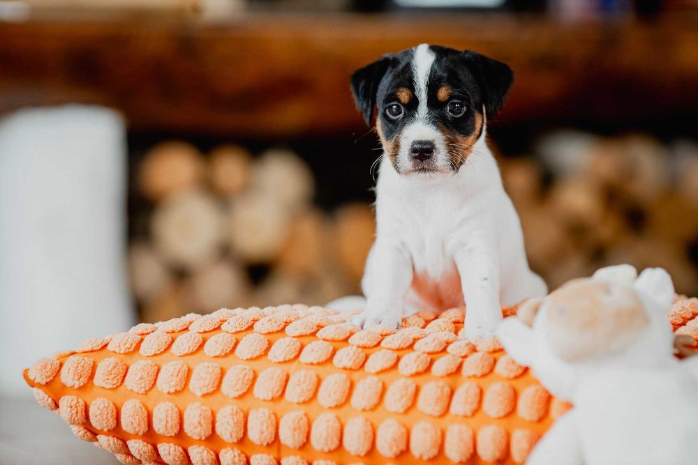 Parson Russell Terrier ZKwP - gotowa do odbioru