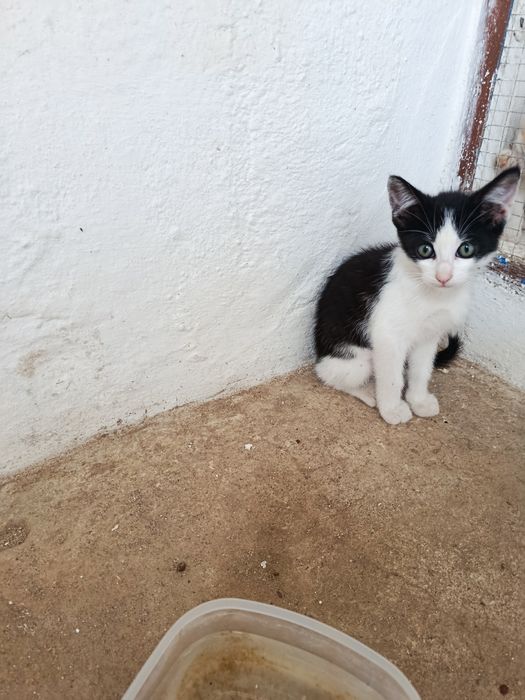 Gatinho bebé para adoção