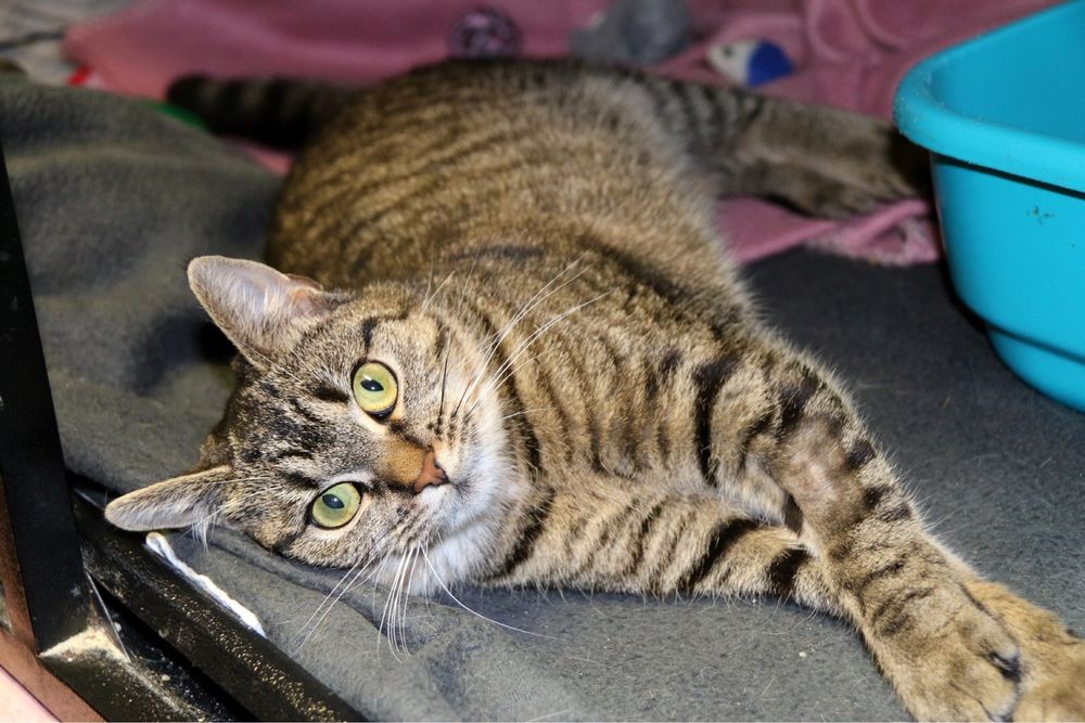 Wesoła, śliczna i młoda Amber szuka domu!