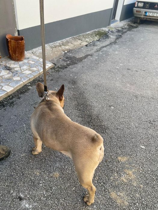 Canita com quase 3 anos